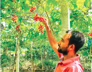 গাছে ঝুলতে থাকা থোকা থোকা আঙুর বাগানে দাঁড়িয়ে হাসিমুখে তরুণ উদ্যোক্তা মুন্না। ছবি: সংগৃহীত